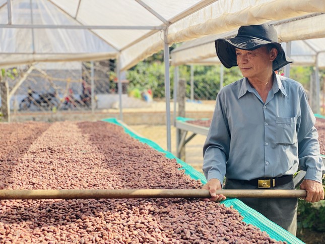 Đại sứ EU mục sở thị nơi trồng cacao ngon nhất thế giới tại Việt Nam- Ảnh 5.