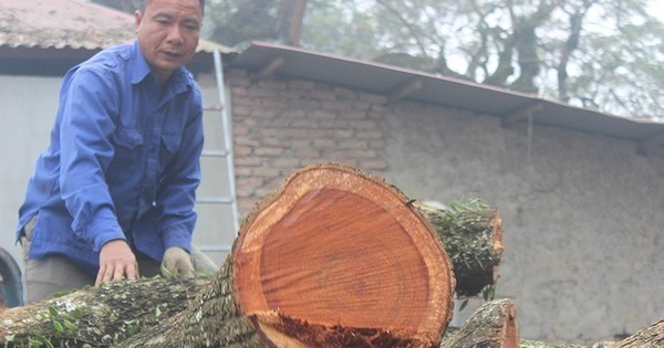 Hà Nội đấu giá lô gỗ sưa đỏ thu hơn 154 tỷ đồng- Ảnh 1.