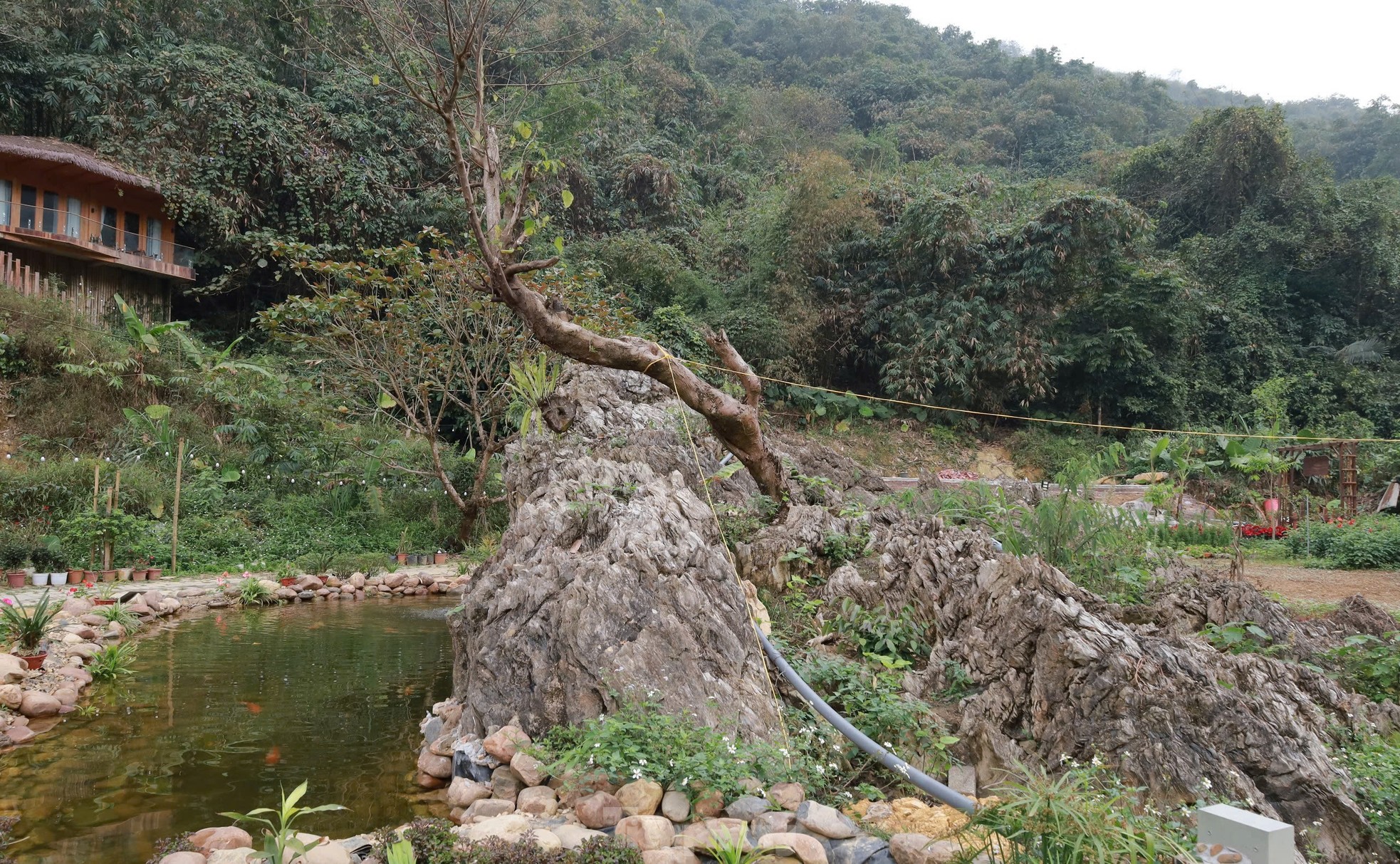 Chiêm ngưỡng khối đá giống gốc cây khổng lồ hóa thạch, được trả giá đến 18 tỷ đồng- Ảnh 1.