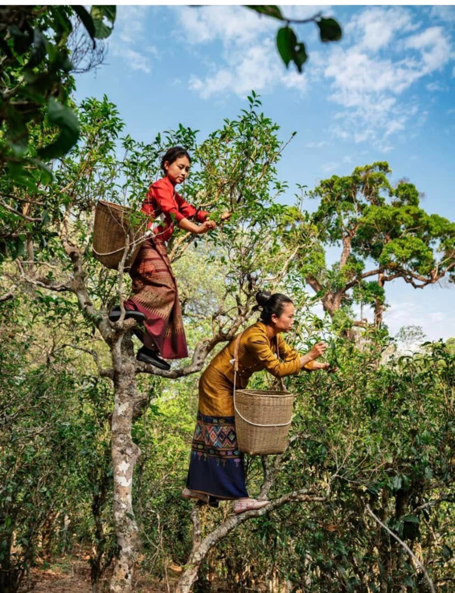 Trà quý như vàng trên núi Tĩnh Mai- Ảnh 2.