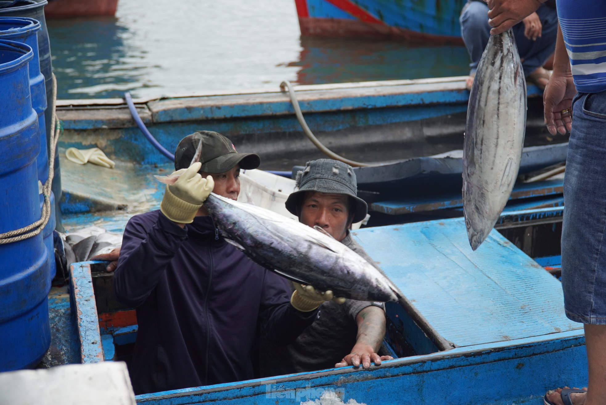 Ngư dân đánh bắt được cá 'khủng' phải vài người khiêng lên bờ- Ảnh 23.