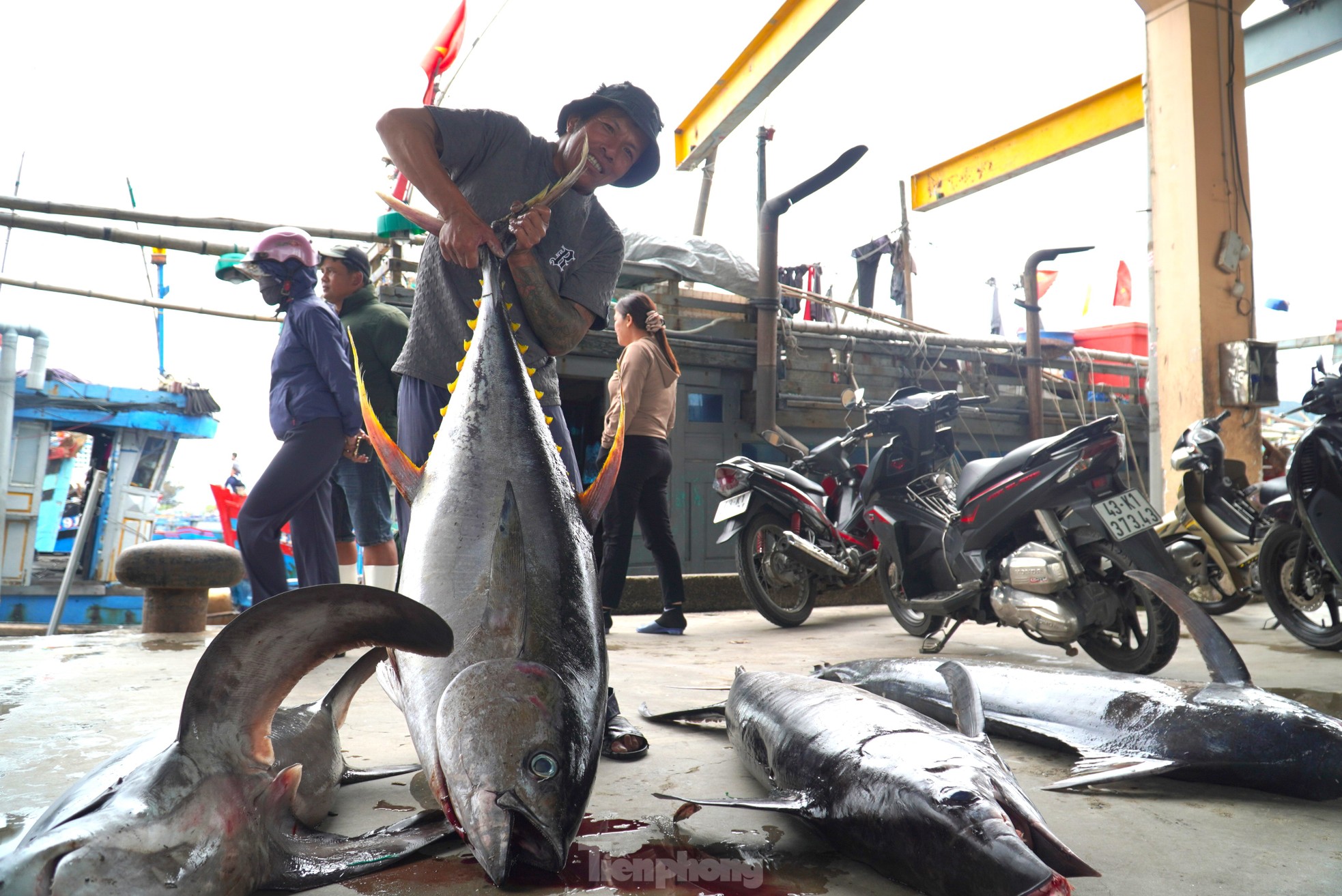 Ngư dân đánh bắt được cá 'khủng' phải vài người khiêng lên bờ- Ảnh 1.