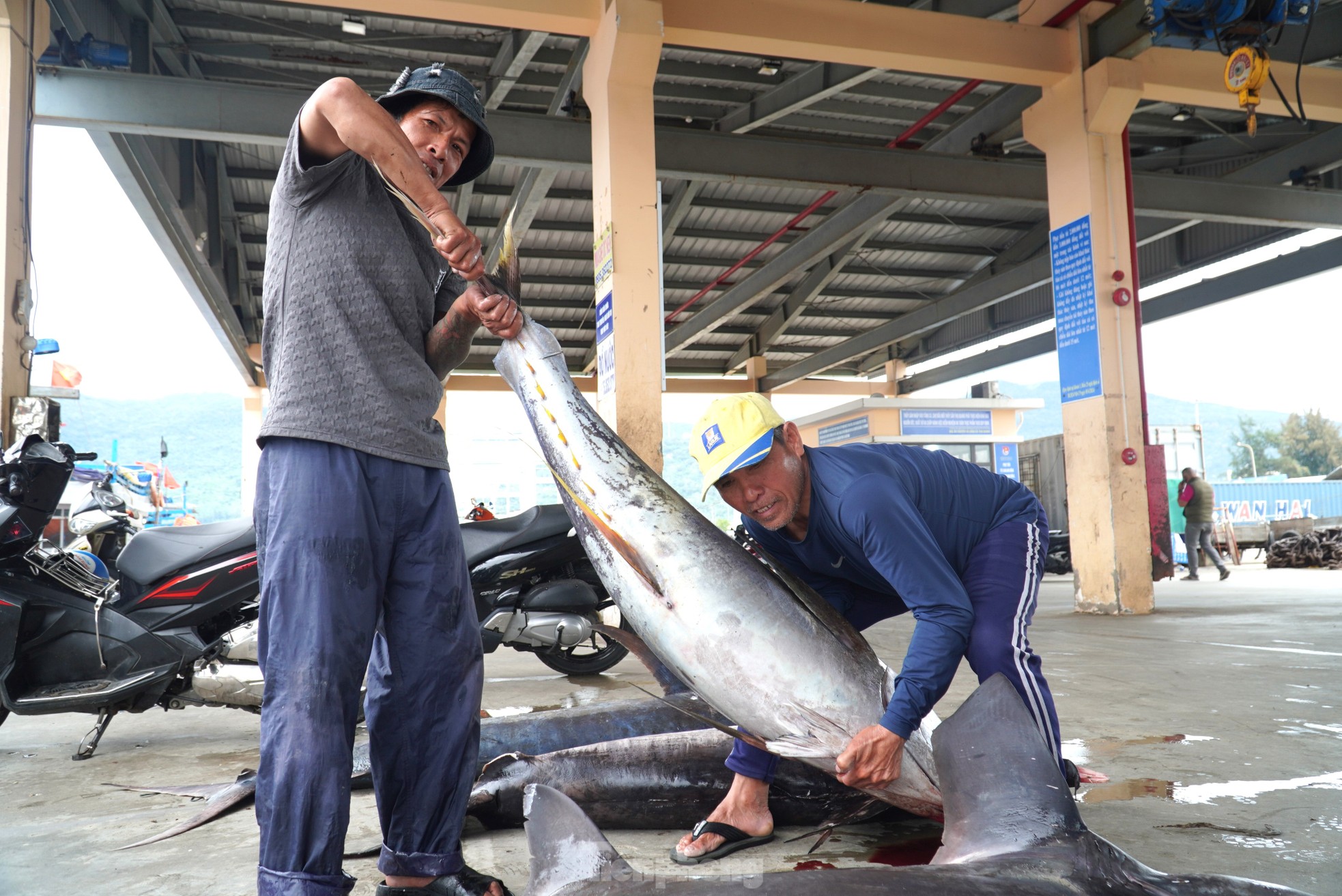 Ngư dân đánh bắt được cá 'khủng' phải vài người khiêng lên bờ- Ảnh 2.