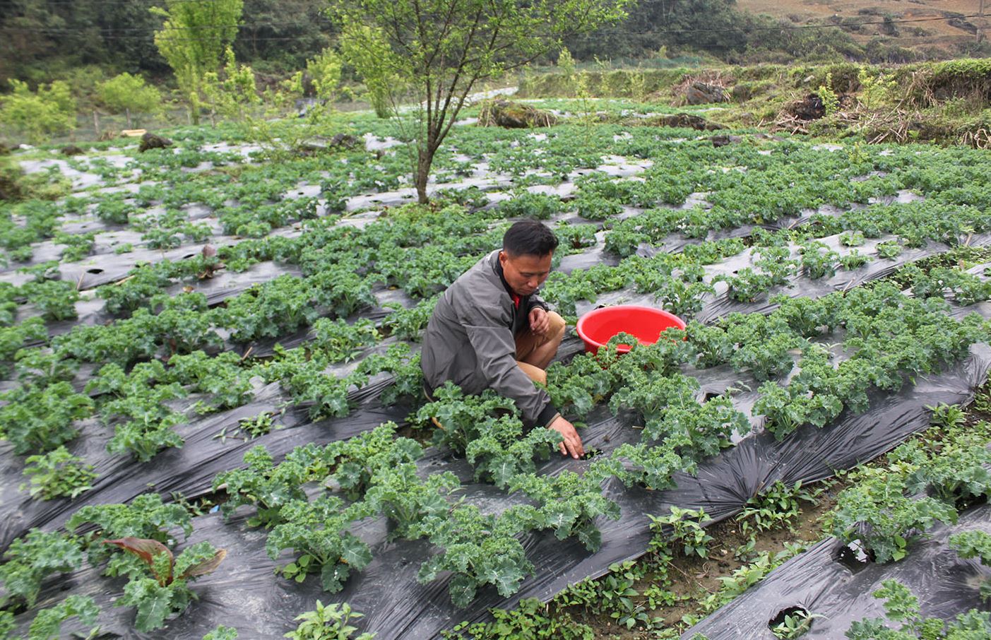 Tạp chí Mỹ đánh giá đây là loại rau tốt nhất thế giới, Việt Nam trồng nhiều, hái đến đâu bán hết đến đấy- Ảnh 4.