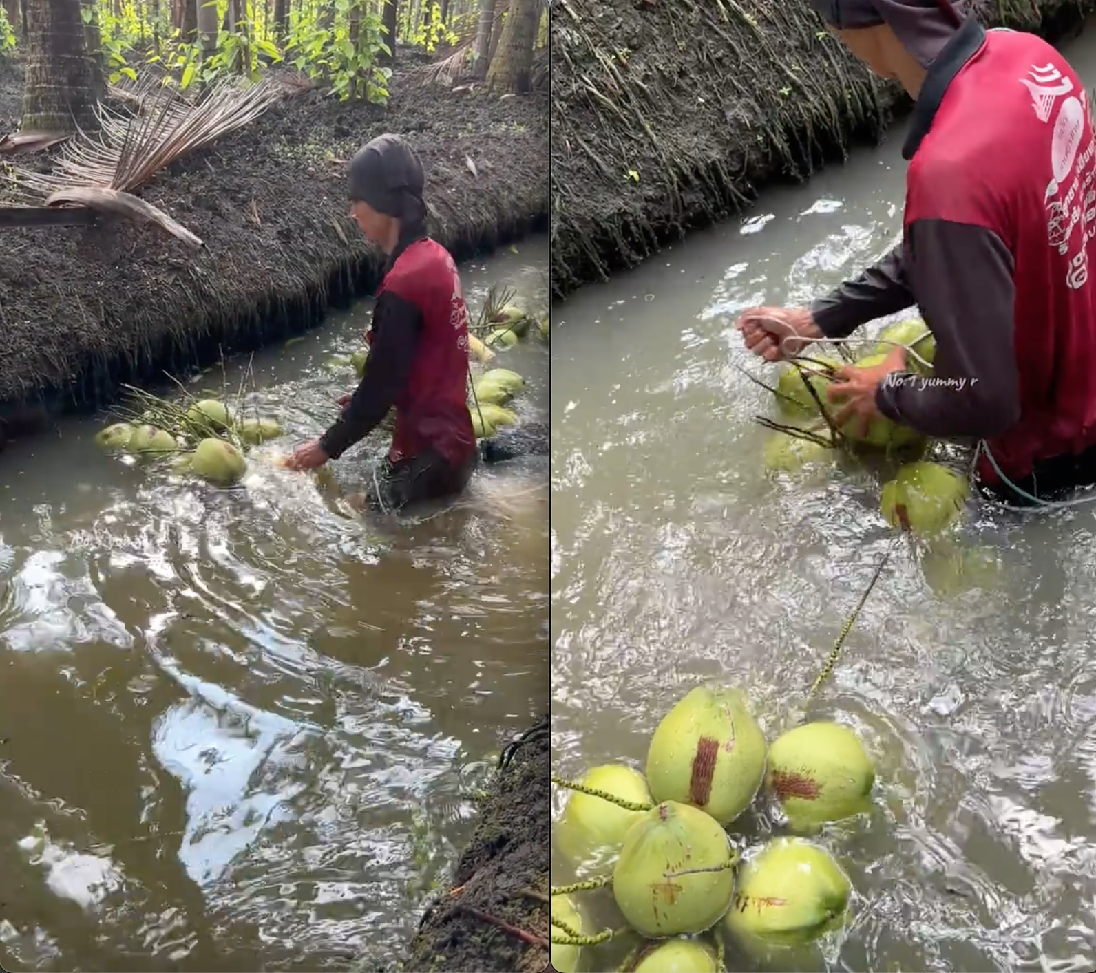 Người đàn ông tay không mang về hàng trăm quả dừa chỉ trong thời gian ngắn, netizen trầm trồ vì cách làm quá thông minh- Ảnh 4.