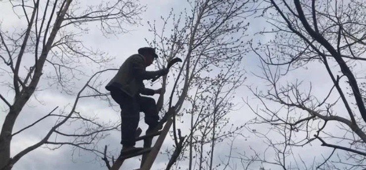 Săn “hóa thạch sống” trên cây đem bán, tiền về ùn ùn đếm mỏi tay- Ảnh 5.