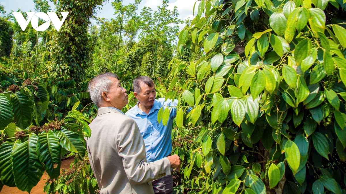 Hồ tiêu được giá, người trồng ở Đắk Lắk phấn khởi tiếp tục đầu tư- Ảnh 2.