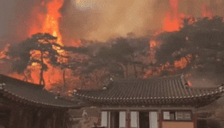 Cháy rừng kinh hoàng ở Hàn Quốc: “Cây thiêng” 900 năm tuổi bị thiêu rụi hoàn toàn, hiện trường tan hoang đến thảm thương- Ảnh 1. Cháy rừng kinh hoàng ở Hàn Quốc: “Cây thiêng” 900 năm tuổi bị thiêu rụi hoàn toàn, hiện trường tan hoang đến thảm thương- Ảnh 1.