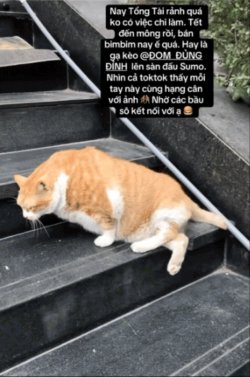 "Cậu cả" tiệm tạp hóa Thái Hà: Chú mèo cam 12kg phủ sóng MXH, danh tiếng còn lan sang cả xứ sở Chùa Vàng- Ảnh 3. "Cậu cả" tiệm tạp hóa Thái Hà: Chú mèo cam 12kg phủ sóng MXH, danh tiếng còn lan sang cả xứ sở Chùa Vàng- Ảnh 3.