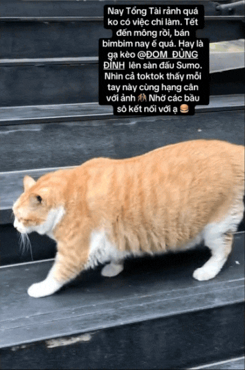 "Cậu cả" tiệm tạp hóa Thái Hà: Chú mèo cam 12kg phủ sóng MXH, danh tiếng còn lan sang cả xứ sở Chùa Vàng- Ảnh 4. "Cậu cả" tiệm tạp hóa Thái Hà: Chú mèo cam 12kg phủ sóng MXH, danh tiếng còn lan sang cả xứ sở Chùa Vàng- Ảnh 4.