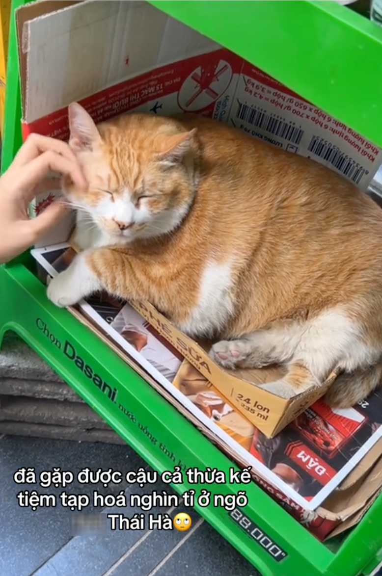 "Cậu cả" tiệm tạp hóa Thái Hà: Chú mèo cam 12kg phủ sóng MXH, danh tiếng còn lan sang cả xứ sở Chùa Vàng- Ảnh 7. "Cậu cả" tiệm tạp hóa Thái Hà: Chú mèo cam 12kg phủ sóng MXH, danh tiếng còn lan sang cả xứ sở Chùa Vàng- Ảnh 7.
