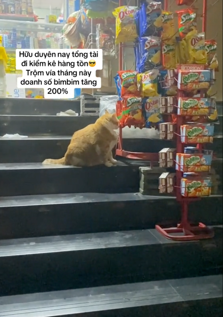 "Cậu cả" tiệm tạp hóa Thái Hà: Chú mèo cam 12kg phủ sóng MXH, danh tiếng còn lan sang cả xứ sở Chùa Vàng- Ảnh 8. "Cậu cả" tiệm tạp hóa Thái Hà: Chú mèo cam 12kg phủ sóng MXH, danh tiếng còn lan sang cả xứ sở Chùa Vàng- Ảnh 8.