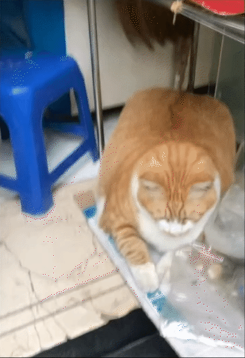 "Cậu cả" tiệm tạp hóa Thái Hà: Chú mèo cam 12kg phủ sóng MXH, danh tiếng còn lan sang cả xứ sở Chùa Vàng- Ảnh 9. "Cậu cả" tiệm tạp hóa Thái Hà: Chú mèo cam 12kg phủ sóng MXH, danh tiếng còn lan sang cả xứ sở Chùa Vàng- Ảnh 9.