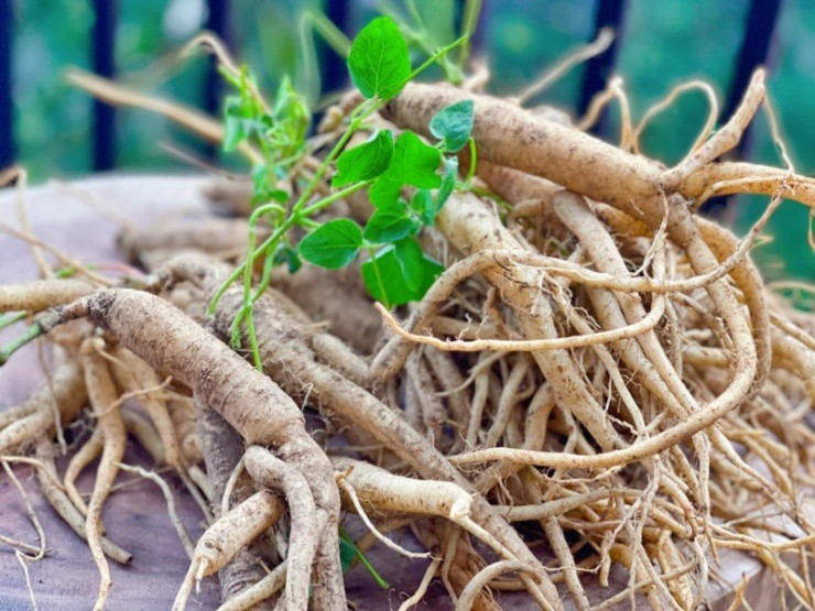 Loại cây dại xưa là thức ăn chăn nuôi, nay quý như "nhân sâm của người nghèo"- Ảnh 2.