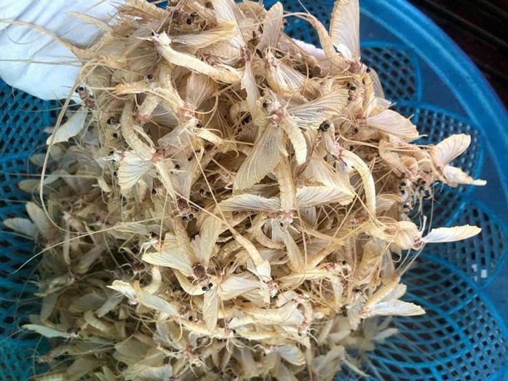 Đặc sản sông Hồng mùa này: Đắt tới 500 nghìn/kg nhưng vẫn chẳng có mà mua, nấu món nào cũng ngon 