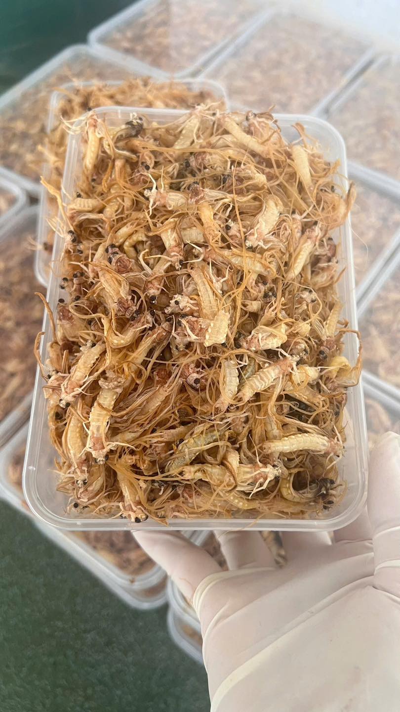 Đặc sản sông Hồng mùa này: Đắt tới 500 nghìn/kg nhưng vẫn chẳng có mà mua, nấu món nào cũng ngon 