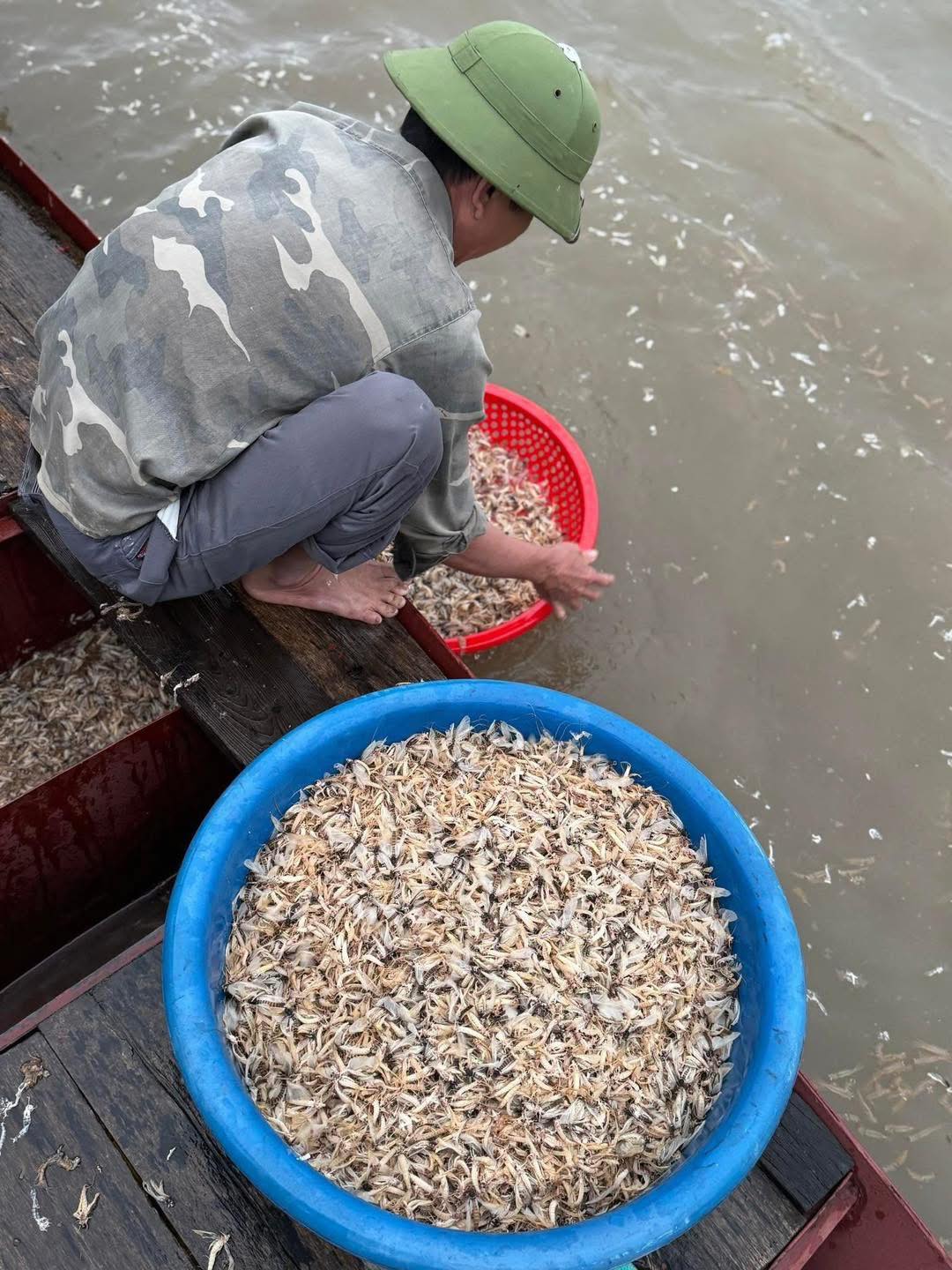 Đặc sản sông Hồng mùa này: Đắt tới 500 nghìn/kg nhưng vẫn chẳng có mà mua, nấu món nào cũng ngon 
