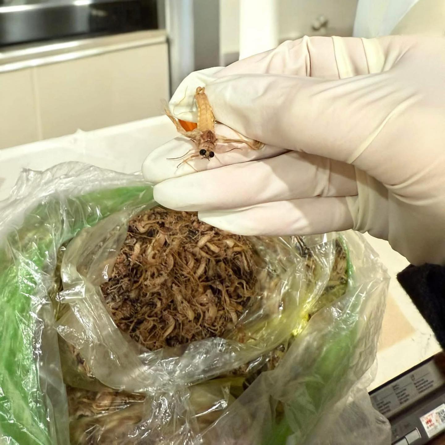 Đặc sản sông Hồng mùa này: Đắt tới 500 nghìn/kg nhưng vẫn chẳng có mà mua, nấu món nào cũng ngon 