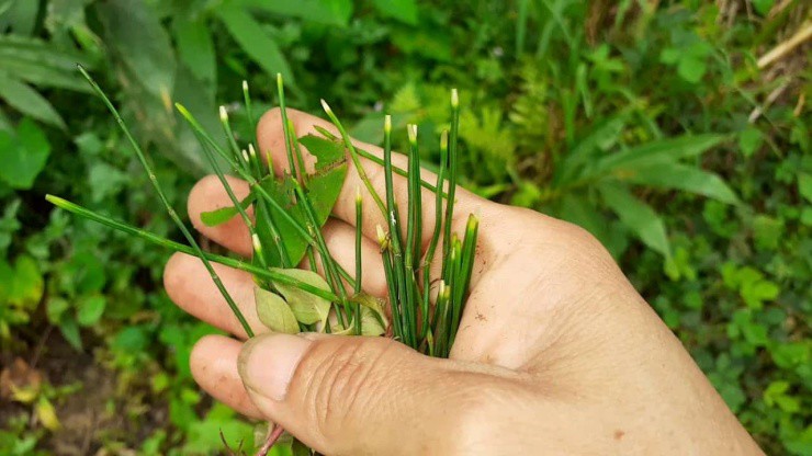 Cây không hoa không hạt mọc đầy làng quê Việt, tưởng vô giá trị ai ngờ là “mỏ vàng”- Ảnh 2.