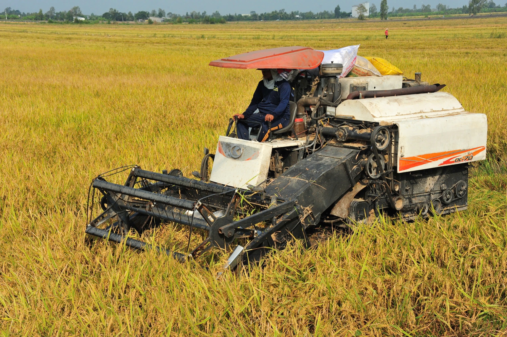 Giá lúa giảm nhưng nông dân vẫn có lời- Ảnh 2. Giá lúa giảm nhưng nông dân vẫn có lời- Ảnh 2.
