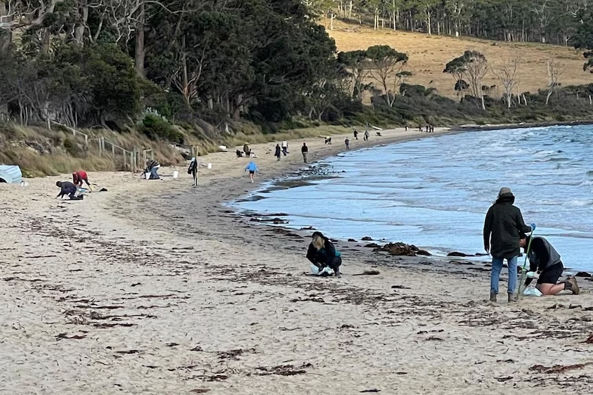 Australia: Hơn một triệu con cá hồi bị tiêu hủy sau vụ chết hàng loạt chưa từng có- Ảnh 3.