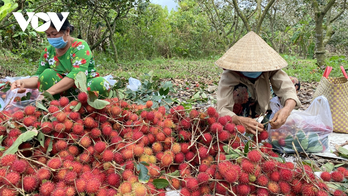 Trái chôm chôm trái mùa giá cao, nhà vườn Bến Tre phấn khởi- Ảnh 2.