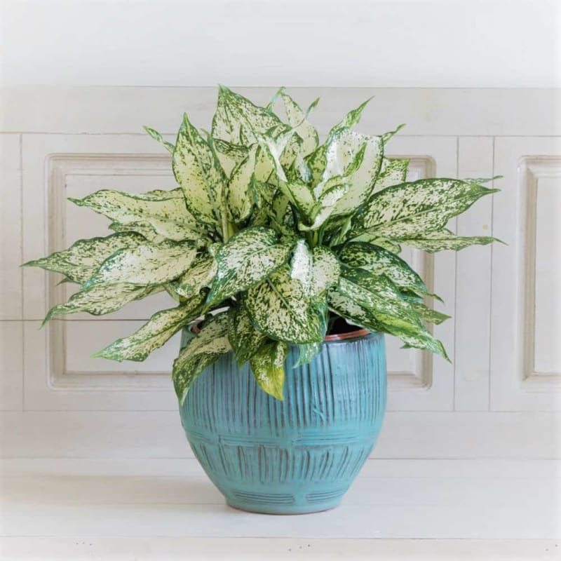 5 loại cây phong thủy giúp phụ nữ 