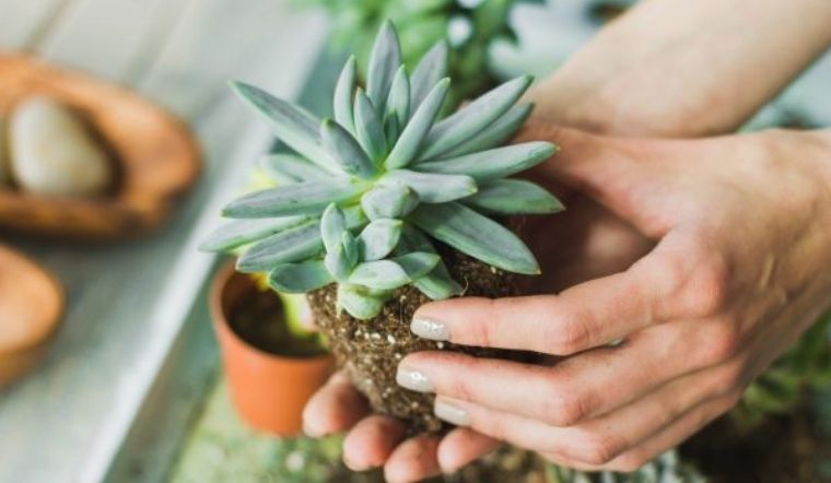 5 loại cây phong thủy giúp phụ nữ 