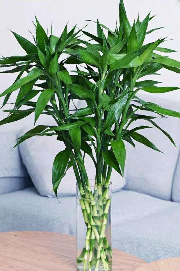 5 loại cây phong thủy giúp phụ nữ 