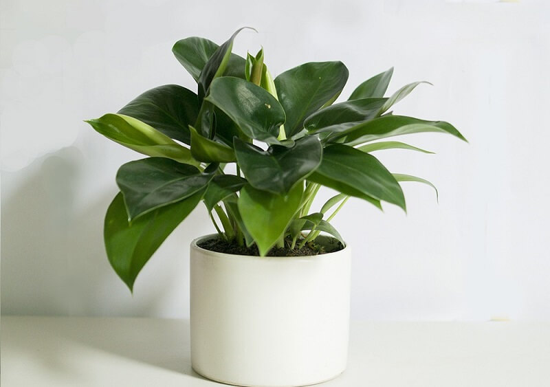 5 loại cây phong thủy giúp phụ nữ 