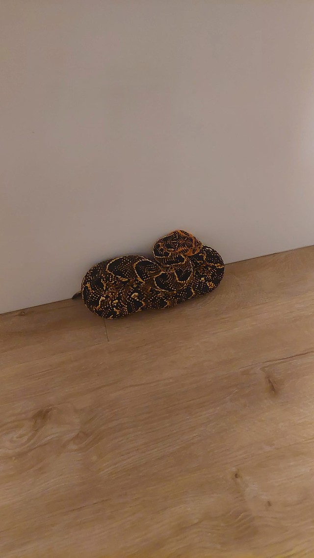 Tưởng khăn quàng bị rơi, người phụ nữ "hoảng hồn" khi biết sự thật phía sau- Ảnh 2.