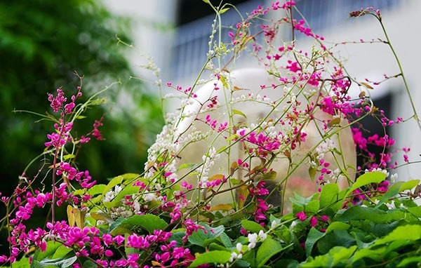 Loài hoa này nở quanh năm chẳng thua hoa giấy, đẹp như cảnh phim Hàn, giâm cành 10 ngày là 