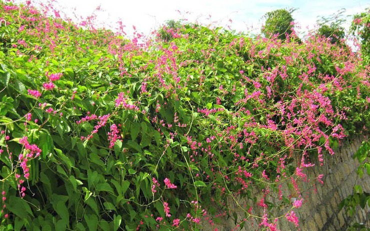 Loài hoa này nở quanh năm chẳng thua hoa giấy, đẹp như cảnh phim Hàn, giâm cành 10 ngày là 