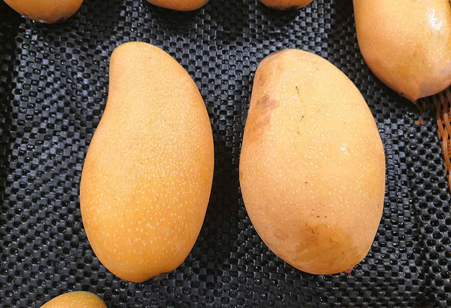 Mua xoài phải biết chọn quả 