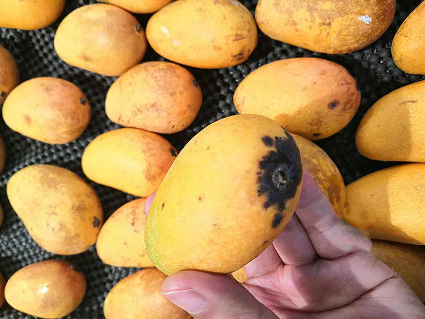 Mua xoài phải biết chọn quả 