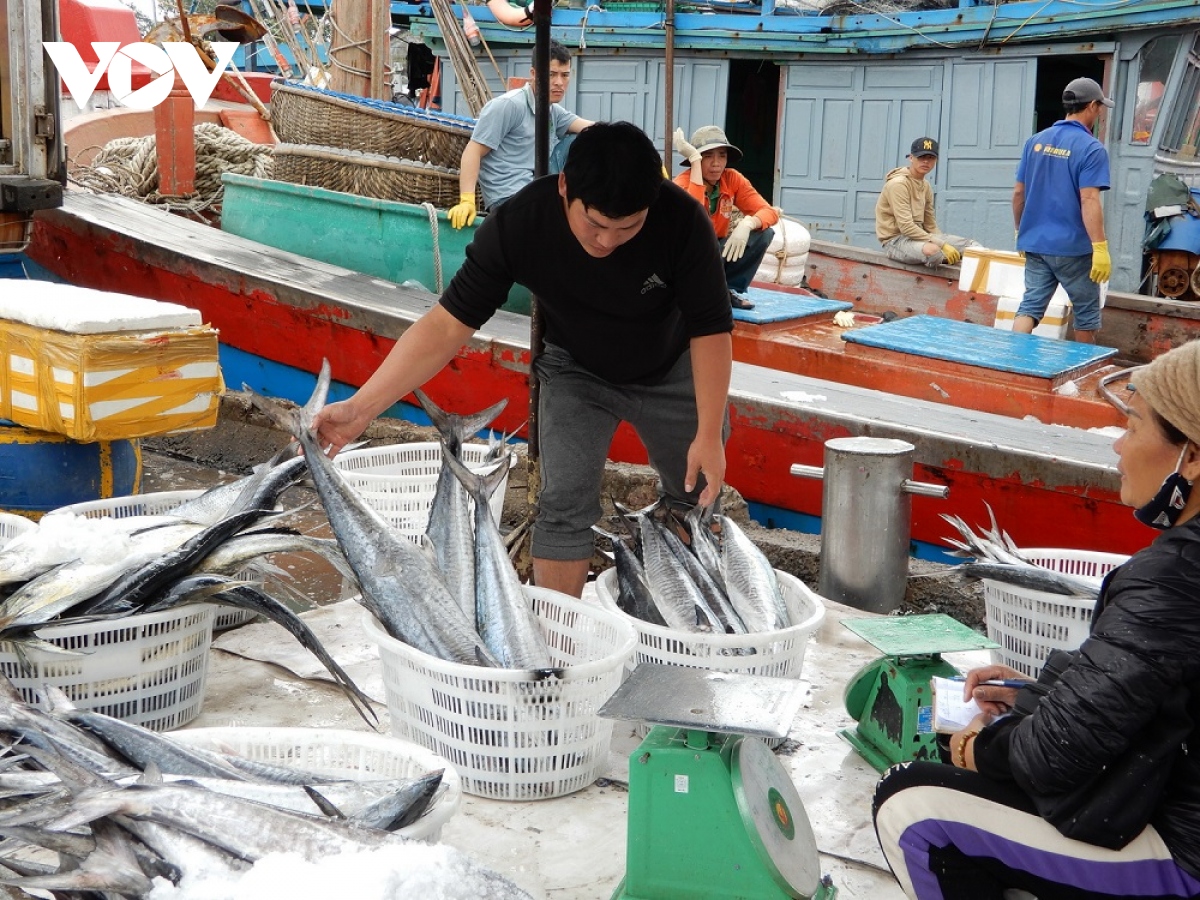 Loại cá có lượng omega-3 cao gấp 2 lần cá hồi: Biển Việt Nam rất sẵn- Ảnh 3.