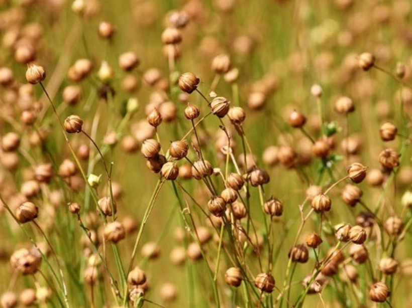 Loại hạt nâu "nhỏ xíu" kích thích mọc tóc, được ví như "siêu thực phẩm" dành cho cơ thể- Ảnh 1.