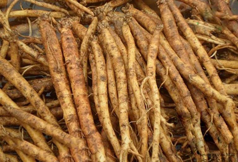 Việt Nam có một loại cây dại được ví như 'vàng trong đất', dùng để bồi bổ, chữa ho cực tốt- Ảnh 1. Việt Nam có một loại cây dại được ví như 'vàng trong đất', dùng để bồi bổ, chữa ho cực tốt- Ảnh 1.