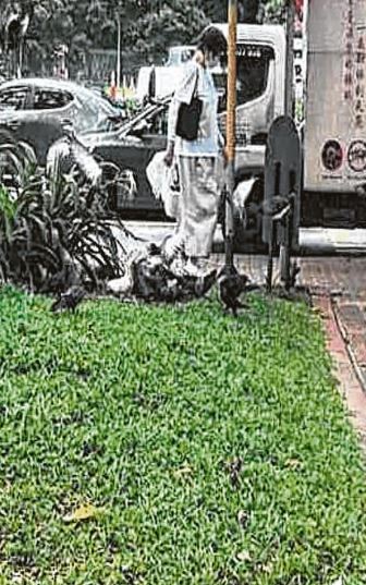 Cho chim bồ câu ăn, người phụ nữ 59 tuổi bị phạt gần 95 triệu đồng- Ảnh 1.