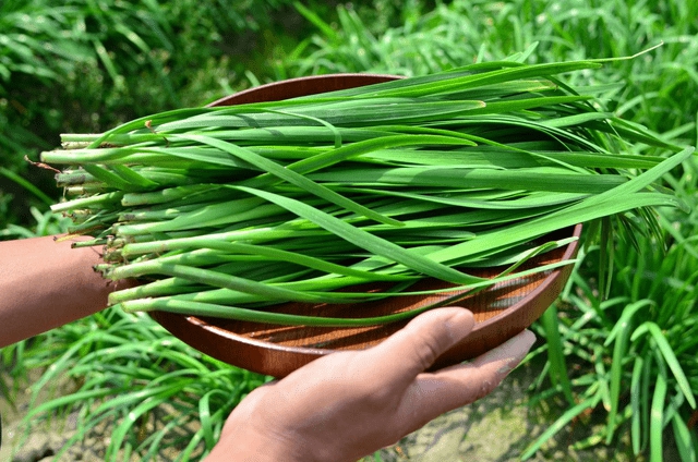 5 loại rau "không cần phun thuốc trừ sâu", nhất là cái số 1- Ảnh 3. 5 loại rau "không cần phun thuốc trừ sâu", nhất là cái số 1- Ảnh 3.