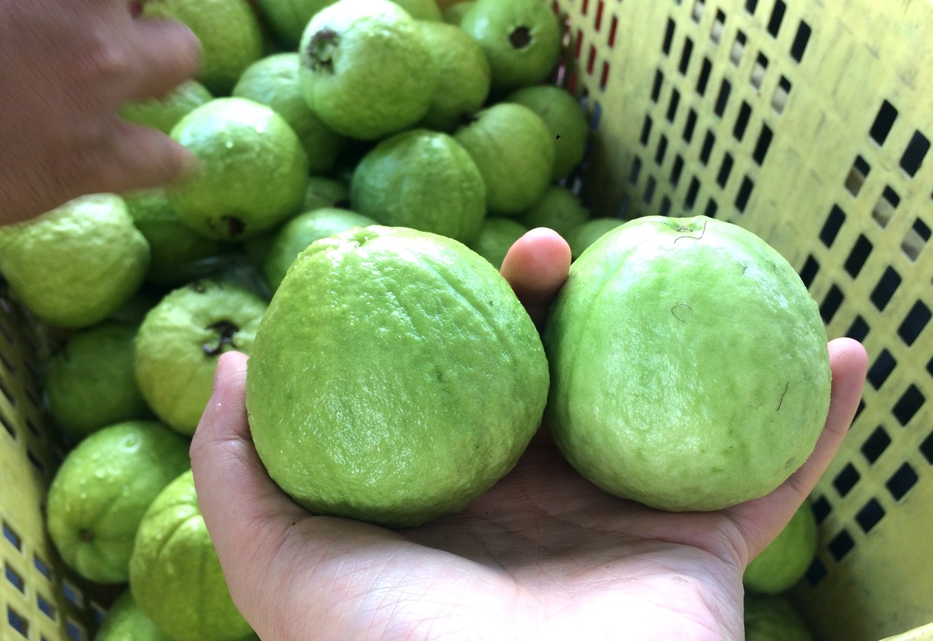 Mua ổi nên chọn quả sần sùi hay trơn nhẵn: 99% người hiểu sai vấn đề- Ảnh 4. Mua ổi nên chọn quả sần sùi hay trơn nhẵn: 99% người hiểu sai vấn đề- Ảnh 4.