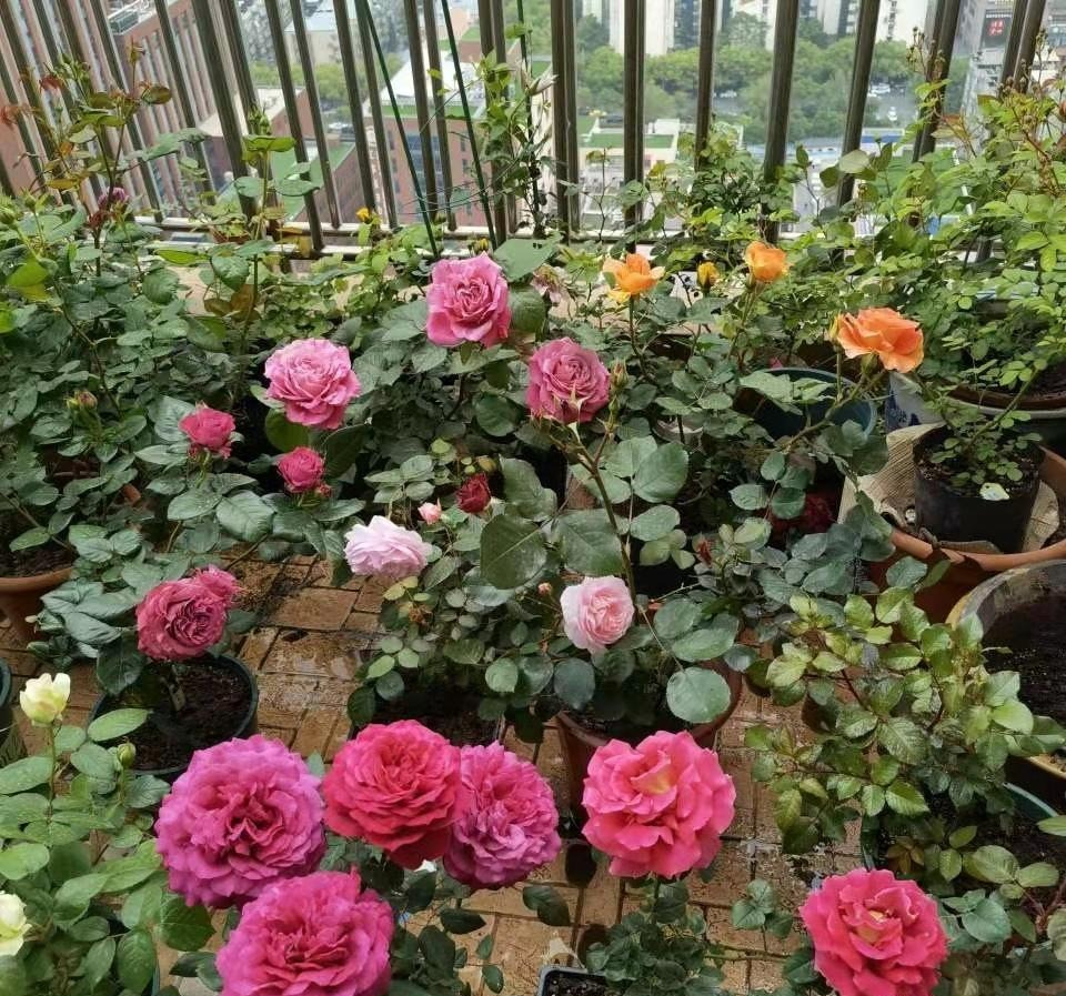 3 loài hoa "nghiện" phân bón, một khi được "ăn no" thì rễ chắc khỏe, lá xanh mướt, hoa nở như suối vỡ bờ- Ảnh 1.