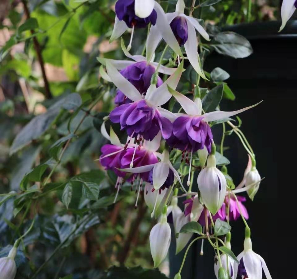 3 loài hoa "nghiện" phân bón, một khi được "ăn no" thì rễ chắc khỏe, lá xanh mướt, hoa nở như suối vỡ bờ- Ảnh 2.