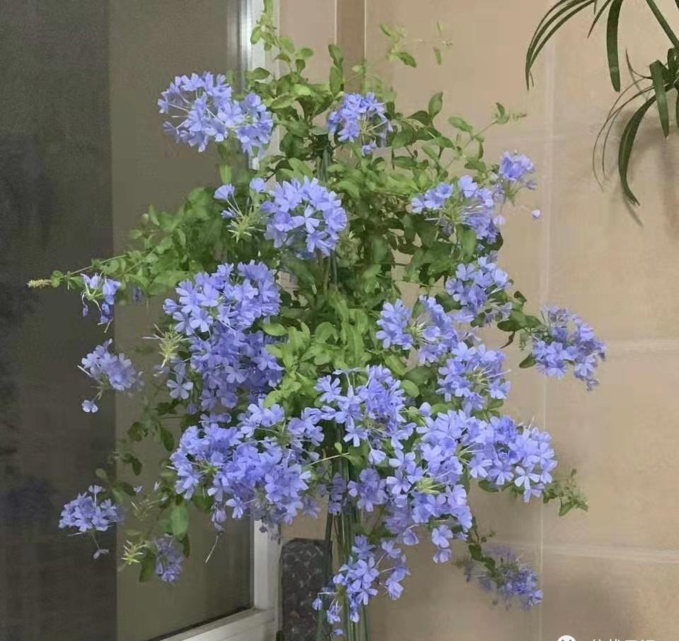 3 loài hoa "nghiện" phân bón, một khi được "ăn no" thì rễ chắc khỏe, lá xanh mướt, hoa nở như suối vỡ bờ- Ảnh 3.