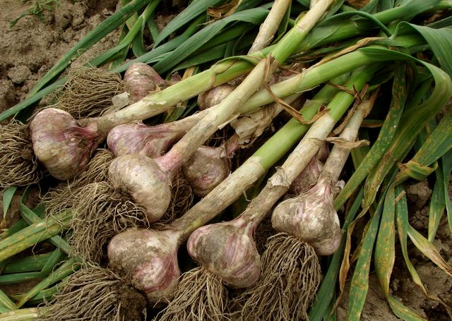 5 loại rau "không cần phun thuốc trừ sâu", nhất là cái số 1- Ảnh 1. 5 loại rau "không cần phun thuốc trừ sâu", nhất là cái số 1- Ảnh 1.