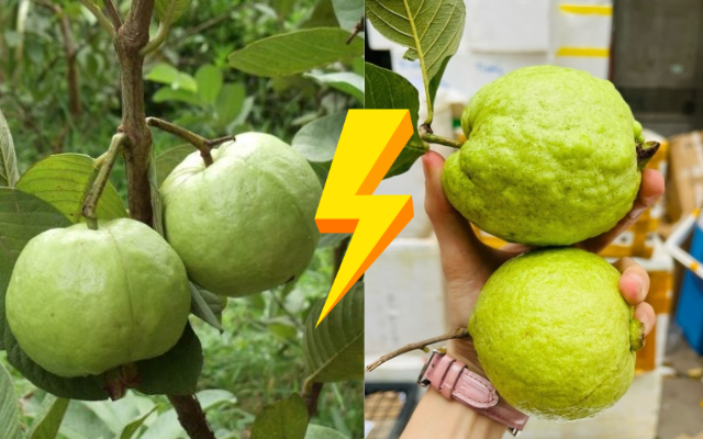 Mua ổi nên chọn quả sần sùi hay trơn nhẵn: 99% người hiểu sai vấn đề- Ảnh 1. Mua ổi nên chọn quả sần sùi hay trơn nhẵn: 99% người hiểu sai vấn đề- Ảnh 1.