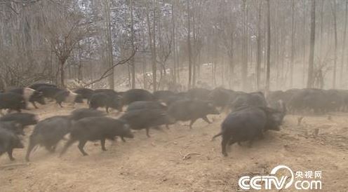 Giám đốc bỏ nhà máy cơ khí, chi hơn 106 tỷ đồng thuê 266 ha đất nuôi giống lợn lạ: 10 năm sau thu 35 tỷ/năm, chứng minh “kẻ thức thời mới là trang tuấn kiệt”- Ảnh 3.