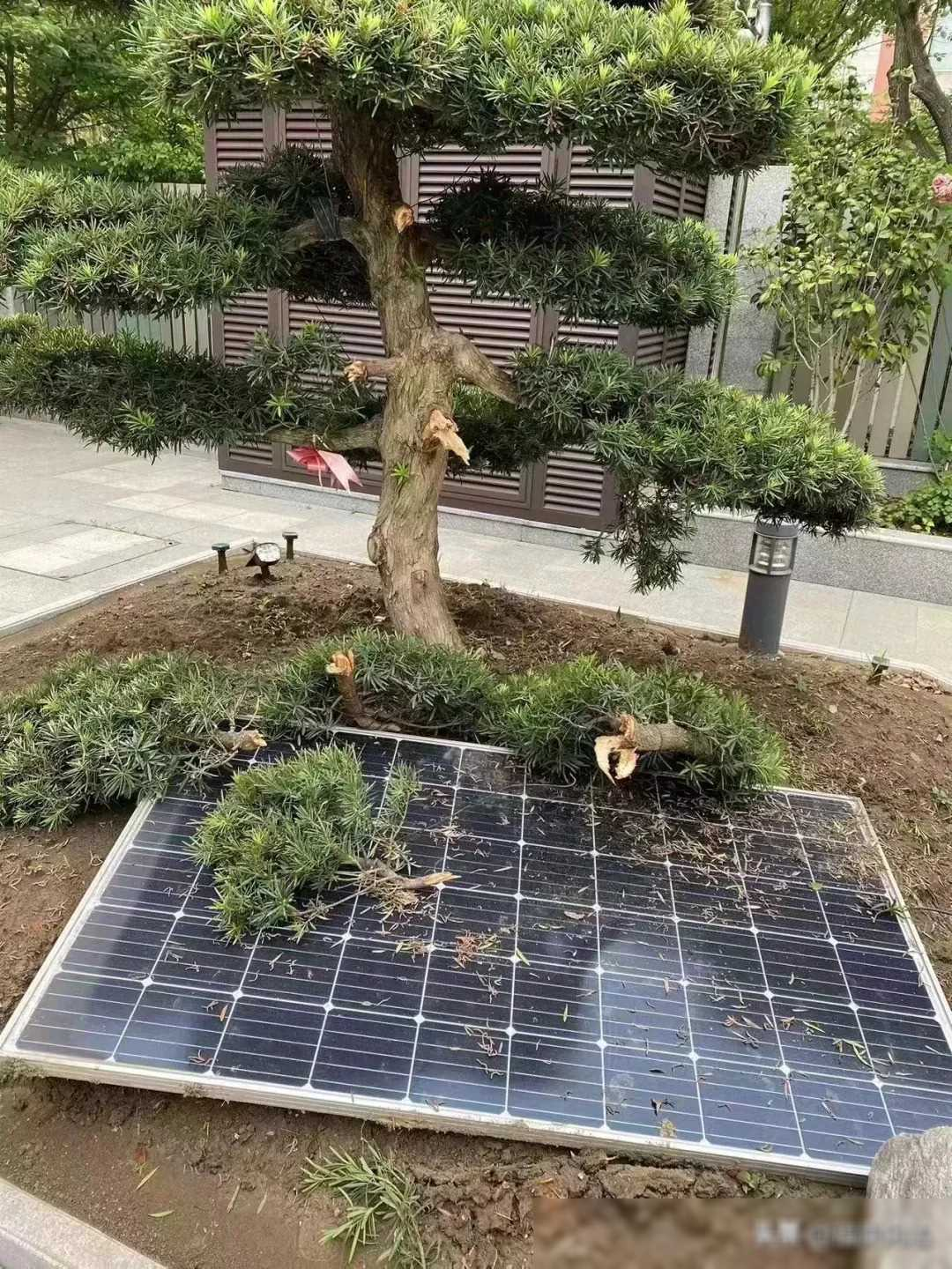 Cây tùng la hán trị giá 200 triệu đồng bị gãy đổ vào ngày gió to, người đàn ông kiện hàng xóm: Toà tuyên bố 1 bên phải bồi thường- Ảnh 2.