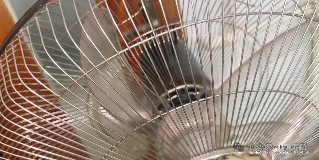 5 phút vệ sinh quạt điện không cần tháo khung, phụ nữ cũng làm "ngon lành", sạch bong như mới- Ảnh 7.