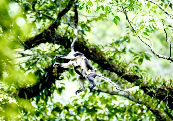 Loài động vật quý hiếm bậc nhất, cả thế giới chỉ Việt Nam có: Còn khoảng 200 cá thể, Hà Giang đang nỗ lực bảo tồn- Ảnh 2.